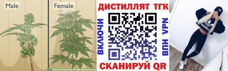 Дистиллят ТГК гашишное масло где купить Лобня